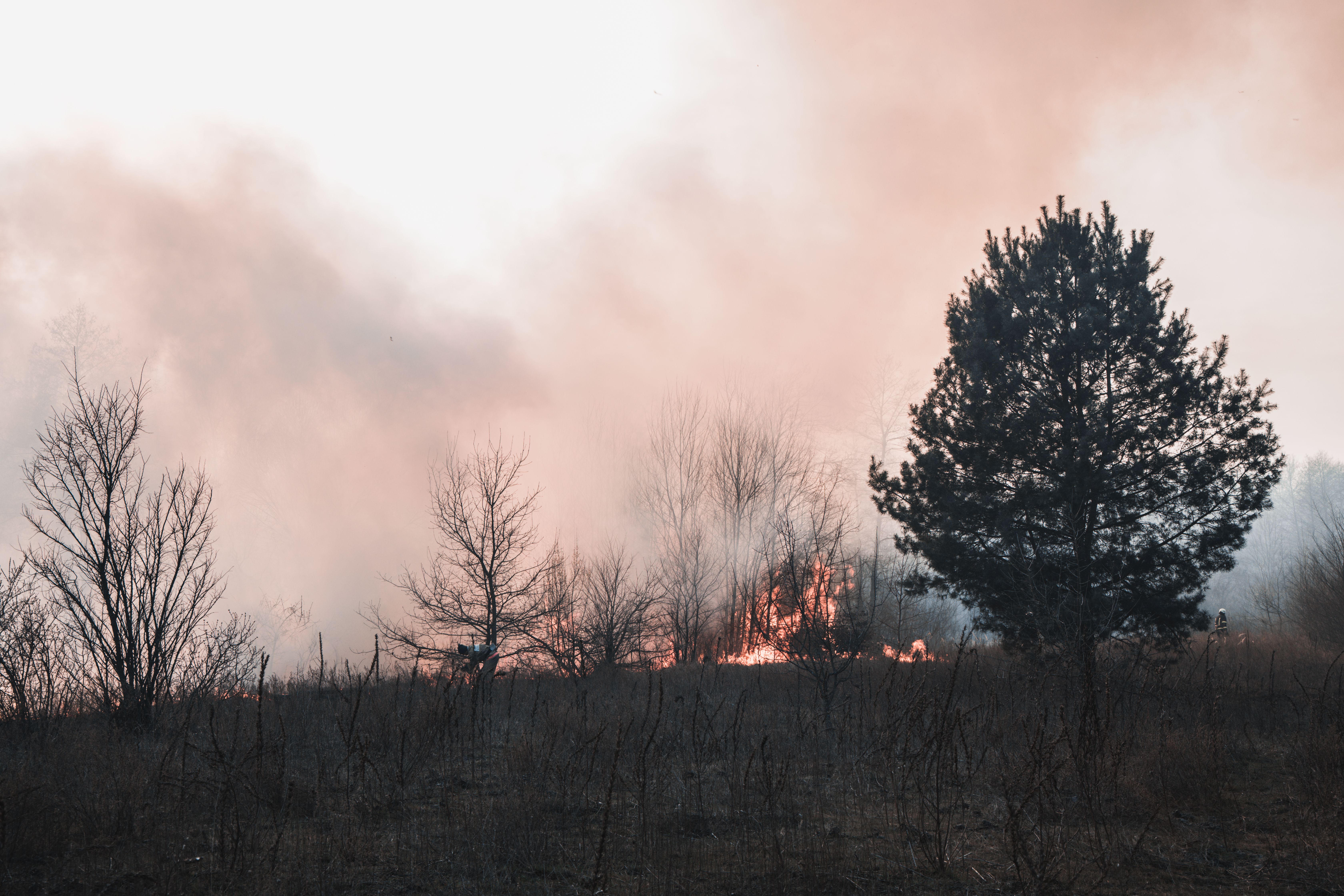 Пожежі в Індонезії загрожують орангутанам, яких врятували від контрабандистів