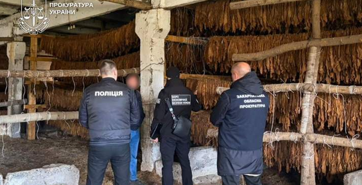 Депутат із Закарпаття уник тюрми за незаконне вирощування і збут тютюну