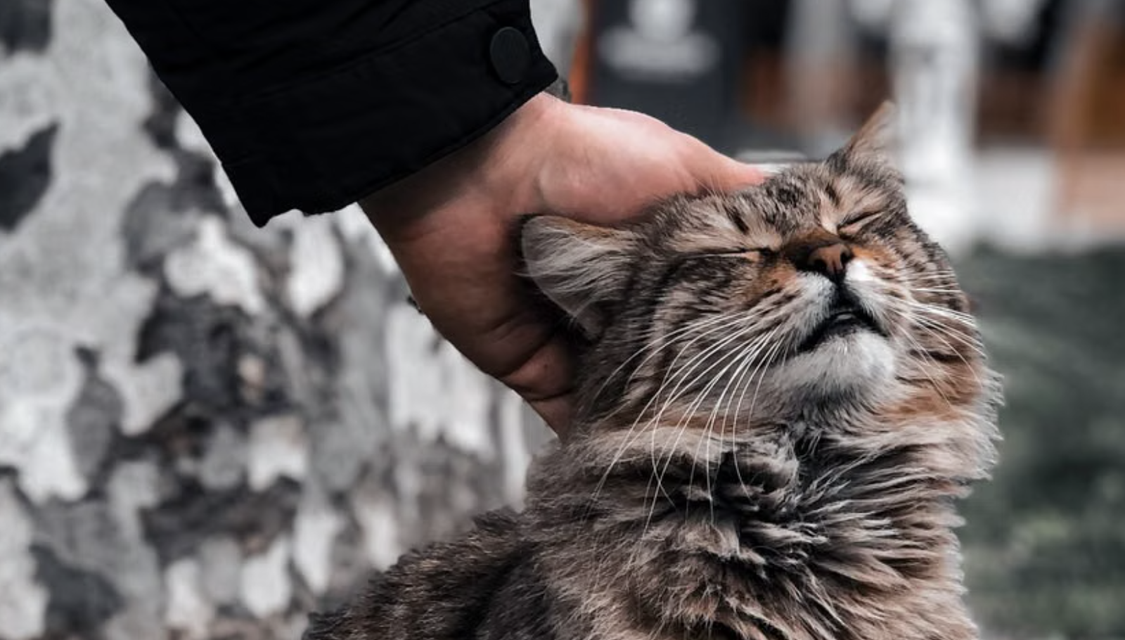 Які коти найкраще ладнають із дітьми: шість порід для сімей
