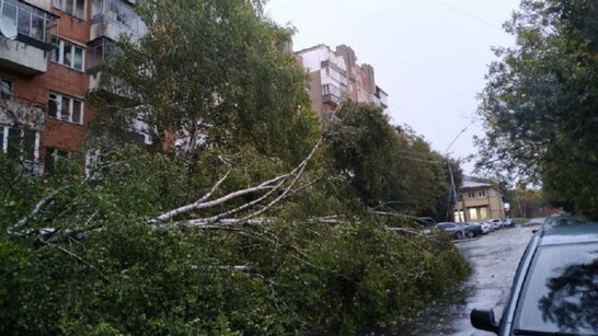 Львів'янин відсудив у мерії 84 тис. грн. за розтрощене деревом авто