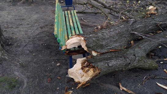 У Харкові пенсіонер вийшов посидіти на вулиці, а на нього впало дерево (фото)