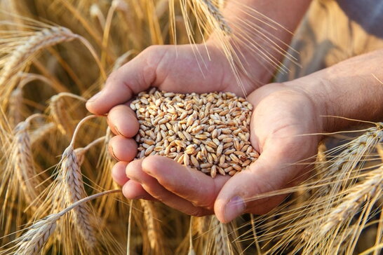 В Україні цього року значно зменшився урожай пшениці