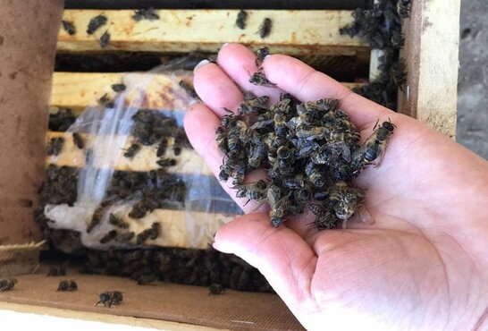 На Закарпатті власник не хоче забирати з "Укрпошти" бджіл, що "воскресли" (фото)