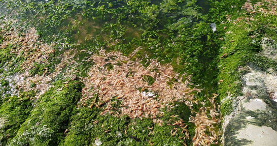 Шар сягає 15-ти сантиметрів: на Одещині тисячі мертвих креветок викинуло на берег (фото)