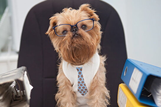 Візьми собаку на роботу: понад 200 компаній в Україні долучилися до щорічної акції (відео)
