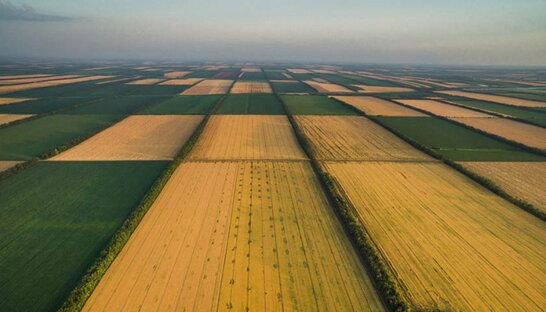 Ринок землі в Україні поставили на паузу: проблему вирішать протягом тижня