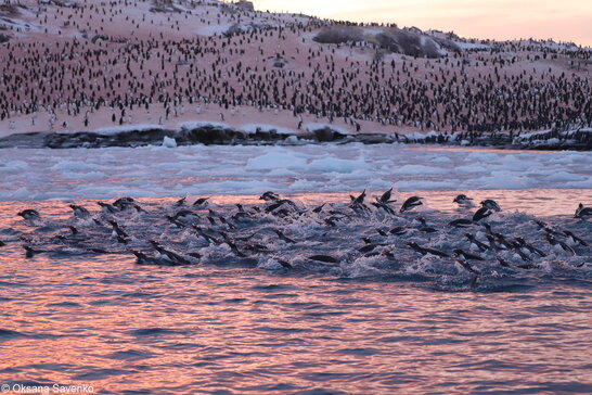 Через глобальне потепління: поблизу станції "Академік Вернадський" в Антарктиді зібрались тисячі пінгвінів (фото)