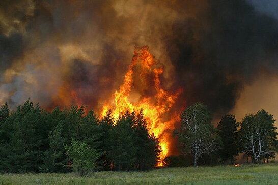 Найближчі дні в Україні очікується надзвичайний рівень пожежної небезпеки - ДСНС