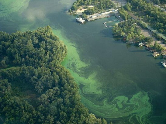 Дніпро вмирає: у мережі показали жахливий вигляд води у річці (відео)