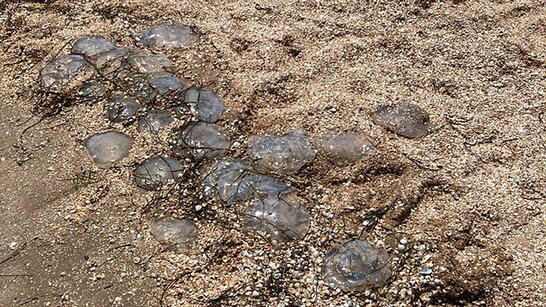 На Херсонщині мертві медузи та водорості вкрили популярний пляж (відео)