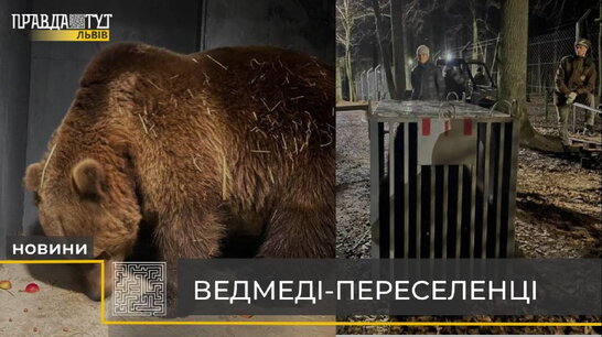 Ведмеді-переселенці: в Україні рятують ще 2 ведмедів (відео)