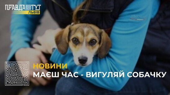 Як взяти безпритульну собаку на прогулянку у Львові? (відео)