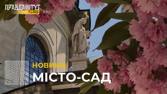 Місто-сад: у Львові розквітли накрасивіші дерева (відео)
