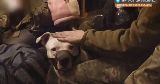 Віддали кадирову: рашисти вкрали собаку у військової з «Азовсталі» (відео)