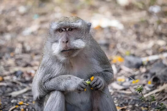 У ВООЗ назвали точну цифру підтверджених випадків зараження мавпячої віспи