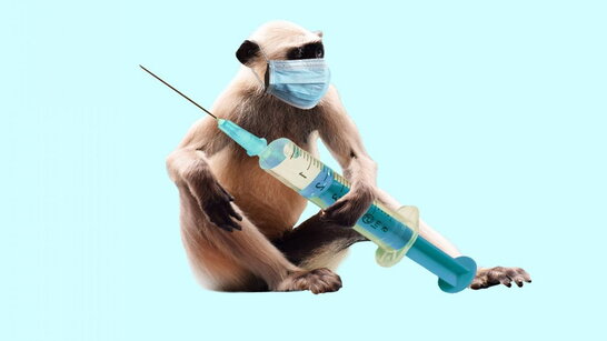 ВООЗ: мавпяча віспа ще не є надзвичайною ситуацією