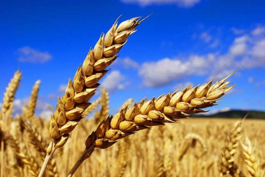 В Україні врожай пшениці в цьому році складе близько 18-19 млн тонн