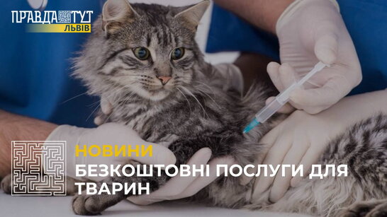 У Львові безкоштовно чипуватимуть та стерилізуватимуть тварин переселенців (відео)