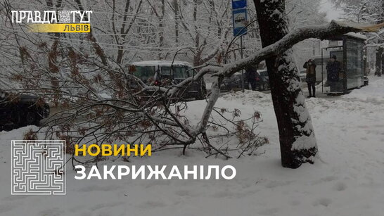 Львівщину накрила негода: що робити, якщо дерево впало на вашу автівку та пошкодило її? (відео)