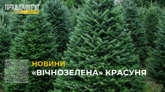 У Львові вже офіційно можна придбати новорічну ялинку: яка вартість? (відео)
