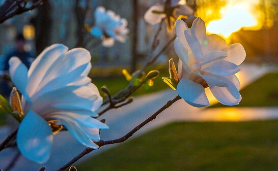 На вихідних в Україні буде без опадів, повітря прогріє до +25°