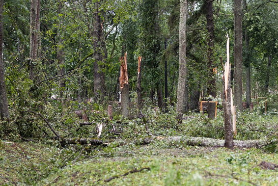 У Литві негода зламала понад 540 тисяч дерев по всій країні