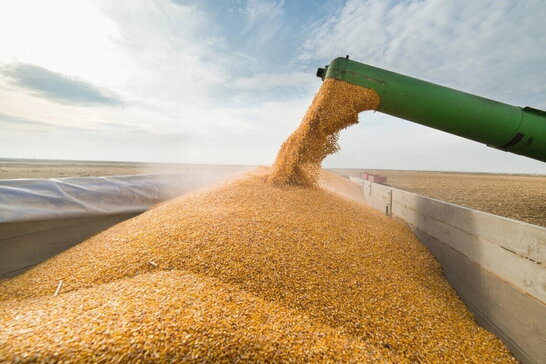 Український експорт зерна впав на третину через вихід рф із Чорноморської зернової ініціативи