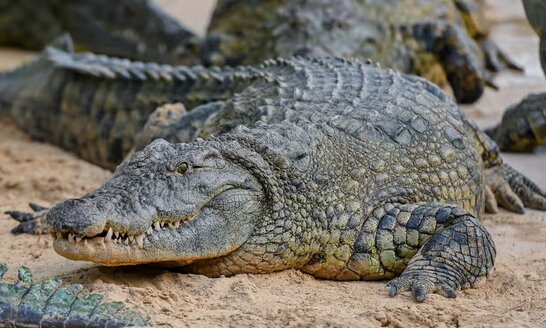 У Китаї через повінь з крокодилячої ферми втекли 70 хижаків