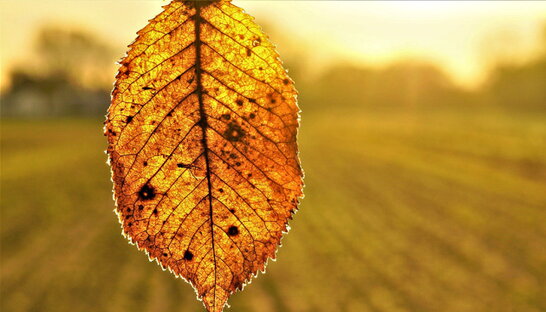 В Україні прогнозують без опадів, вдень до 29°