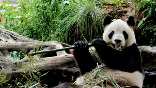 Китай збирається повернути всіх своїх панд із зоопарків США