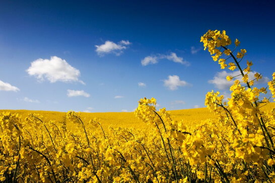 В Україні прогнозують вдень до +22°