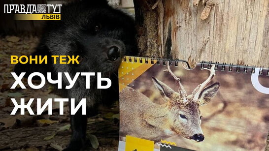 Вони теж хочуть ЖИТИ: у львівському притулку тварин продають благодійні календарі