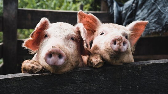 Африканська чума: на Київщині викинули в поле 60 мертвих свиней