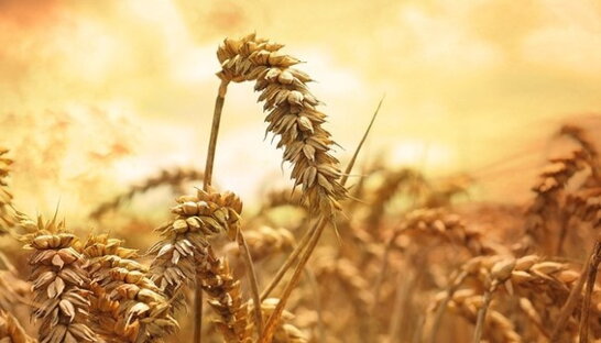 Індія спростила експорт українського зерна