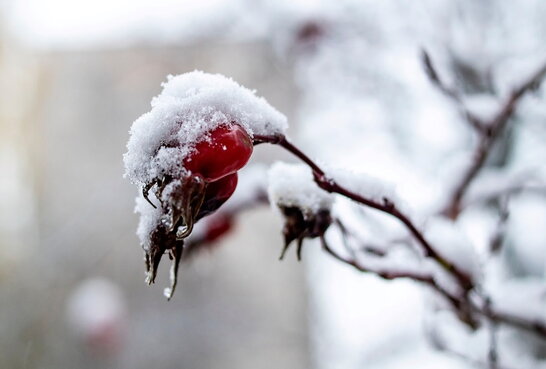 В Україні прогнозують переважно сніг із дощем