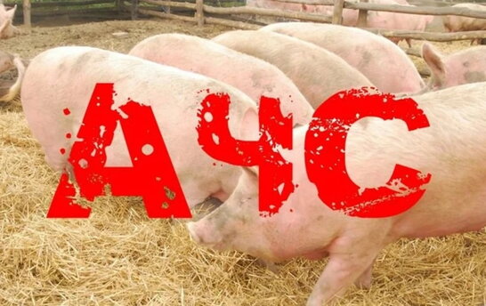 На Прикарпатті зафіксували випадок африканської чуми свиней