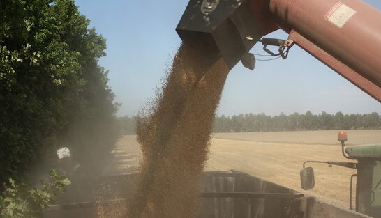 У Краматорському районі через російські обстріли знищено близько 500 тонн зерна