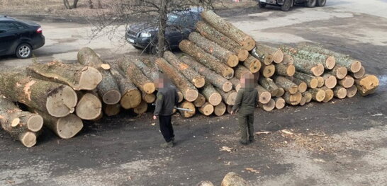 На Сумщині ДБР викрило масштабні оборудки з лісом