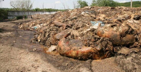 На Київщині підприємство забруднило тушами тварин понад 1,3 гектара земель