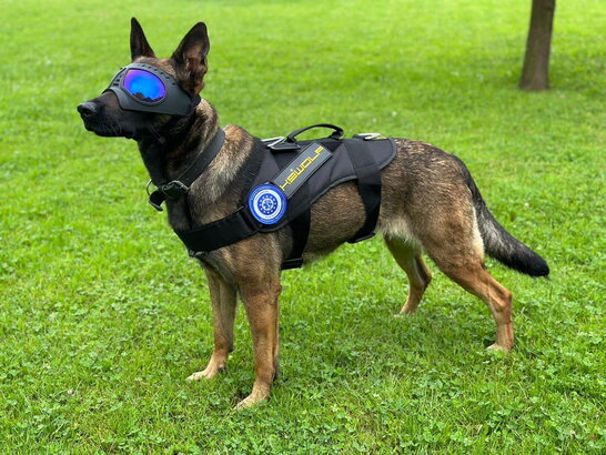 ЄС передав Україні третю групу собак-саперів