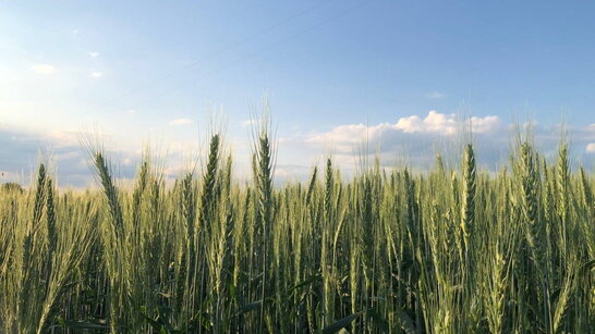 На завтра опадів майже не прогнозують, вдень до +30°