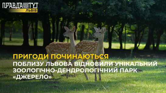 Журналісти «Правда тут Львів» знайшли в Оброшиному новонароджене оленятко