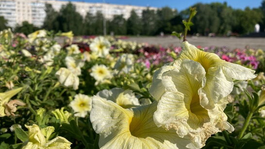 Тепла погода втримається в Україні на початку тижня, на півдні буде спекотно