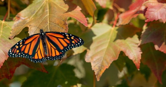 В Україні прогнозують суху і теплу погоду