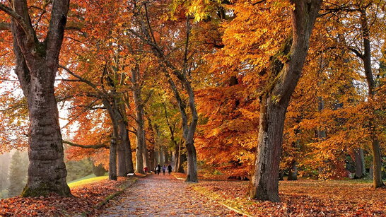В Україні завтра вдень до 11° тепла, лише в Карпатах - сніг з дощем