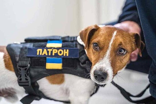 Патрон продовжує виконувати важливі завдання: відео з піротехніками