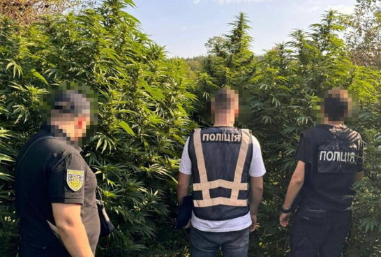 У Львові судитимуть учасників злочинної організації, яка заробляла 2 млн грн на місяць на вирощуванні канабісу