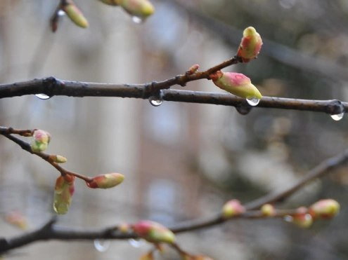 Прогноз погоди на 12 березня: дощі, вітер і до +19° тепла