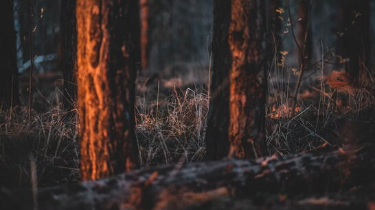 У Греції евакуювали кілька сіл унаслідок лісових пожеж