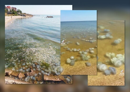 Екологічна катастрофа в Азовському морі: війна та дії росіян спричинили зростання кількості медуз